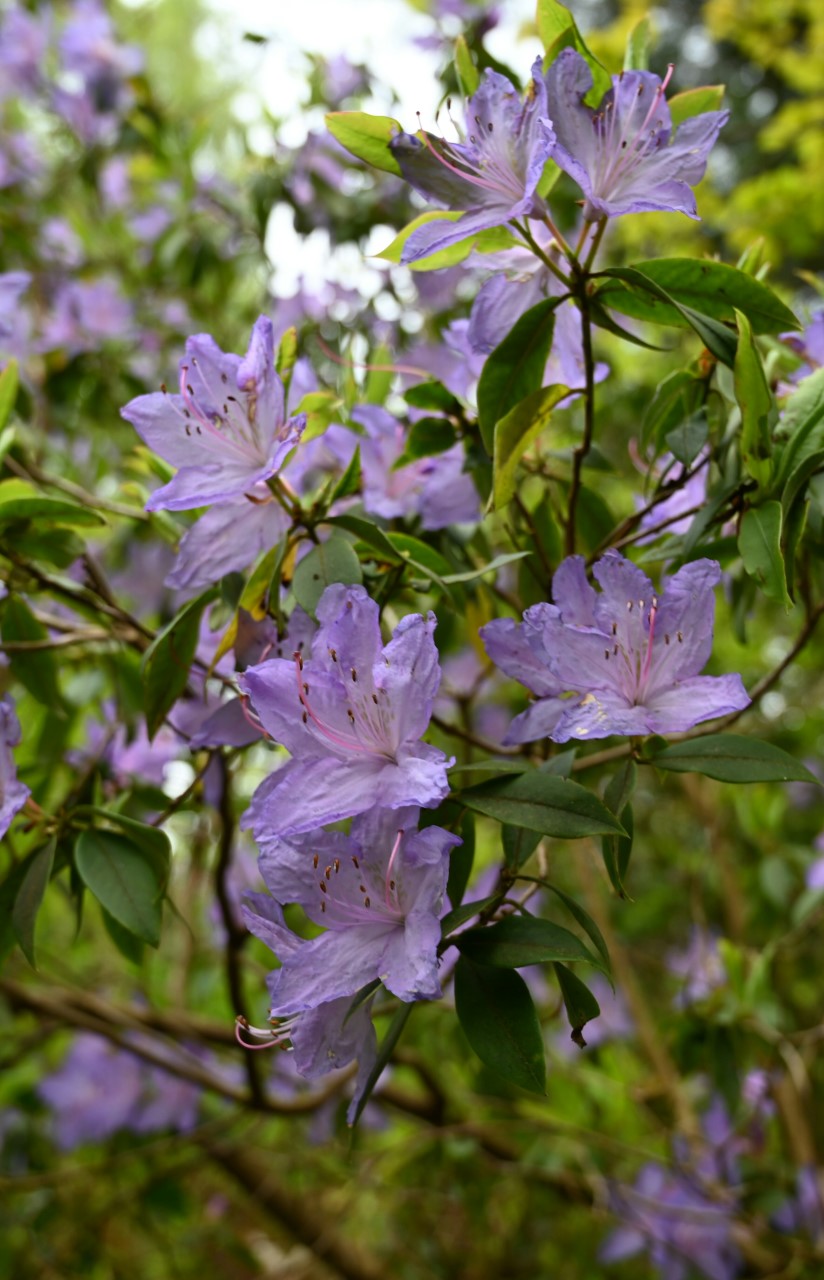 R. augustinii